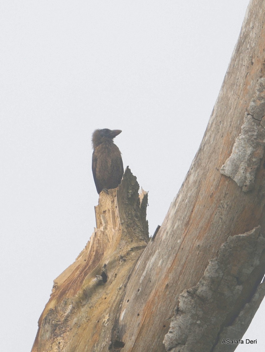 Naked-faced Barbet (Naked-faced) - ML627860128