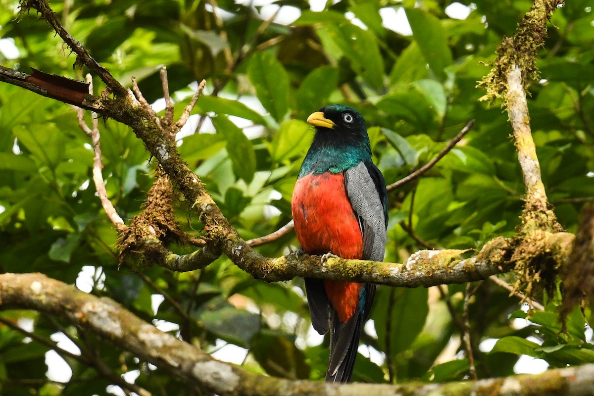 Blue-tailed Trogon - ML627860134