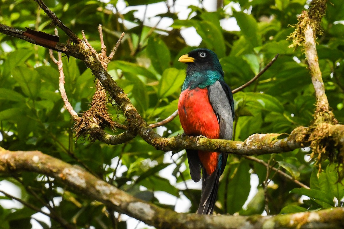 Lacivert Kuyruklu Trogon - ML627860135