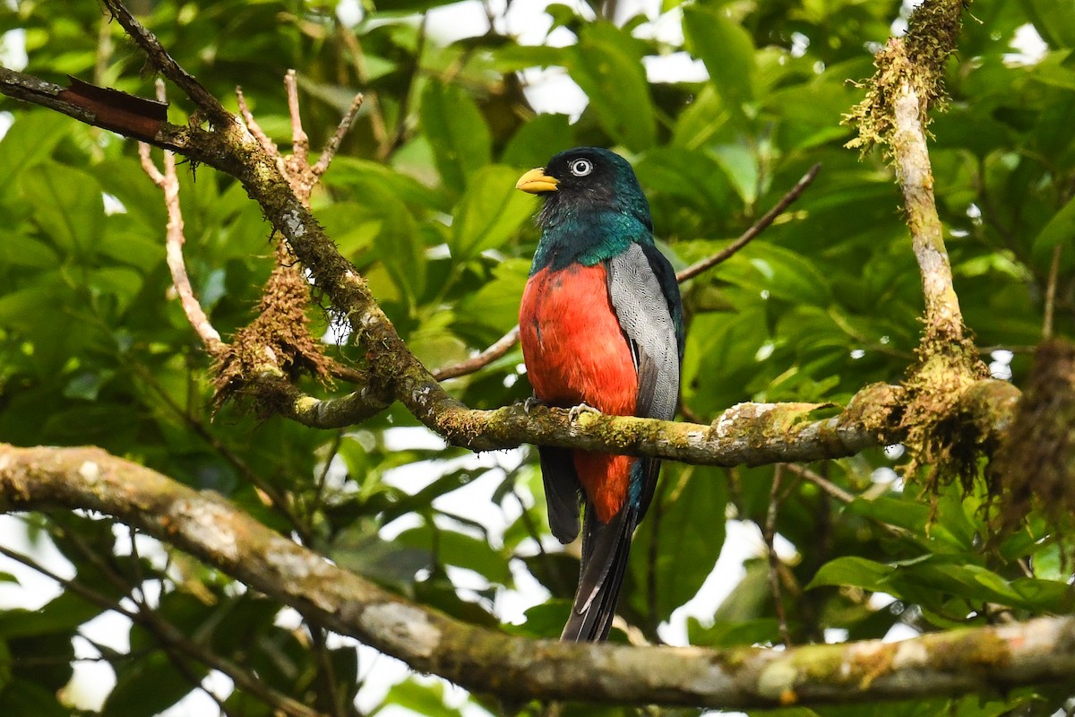 Blue-tailed Trogon - ML627860136