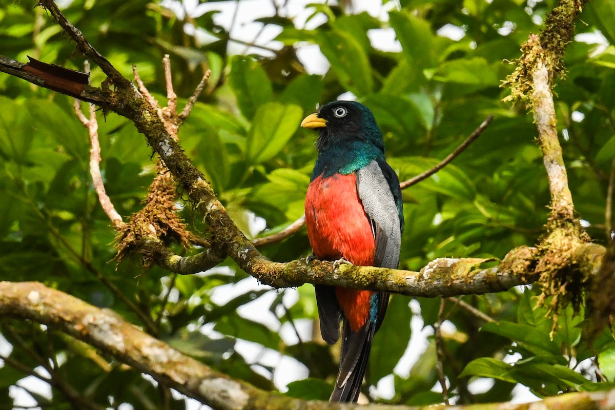 Blue-tailed Trogon - ML627860137
