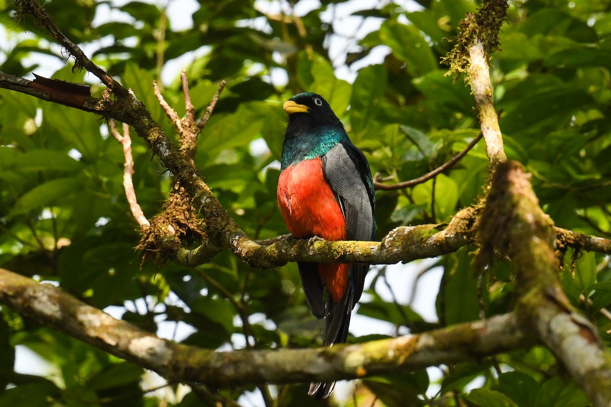 Lacivert Kuyruklu Trogon - ML627860141