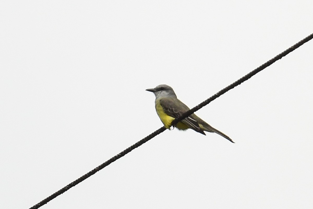Tropical Kingbird - ML627860155