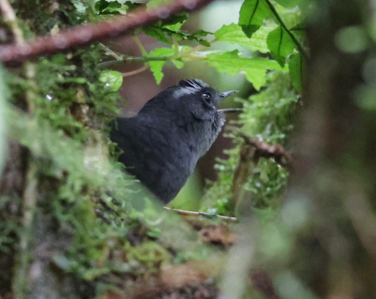 Silvery-fronted Tapaculo - ML627860159