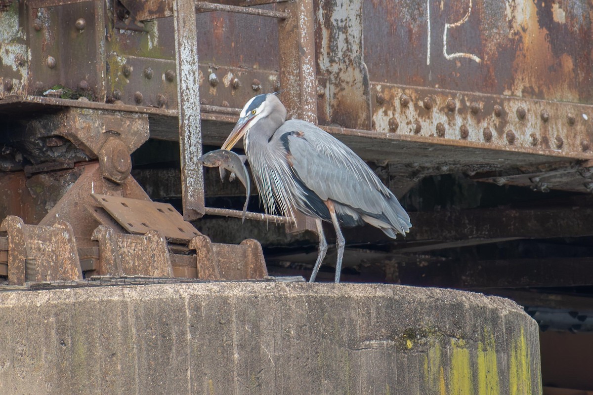 Great Blue Heron - ML627860179