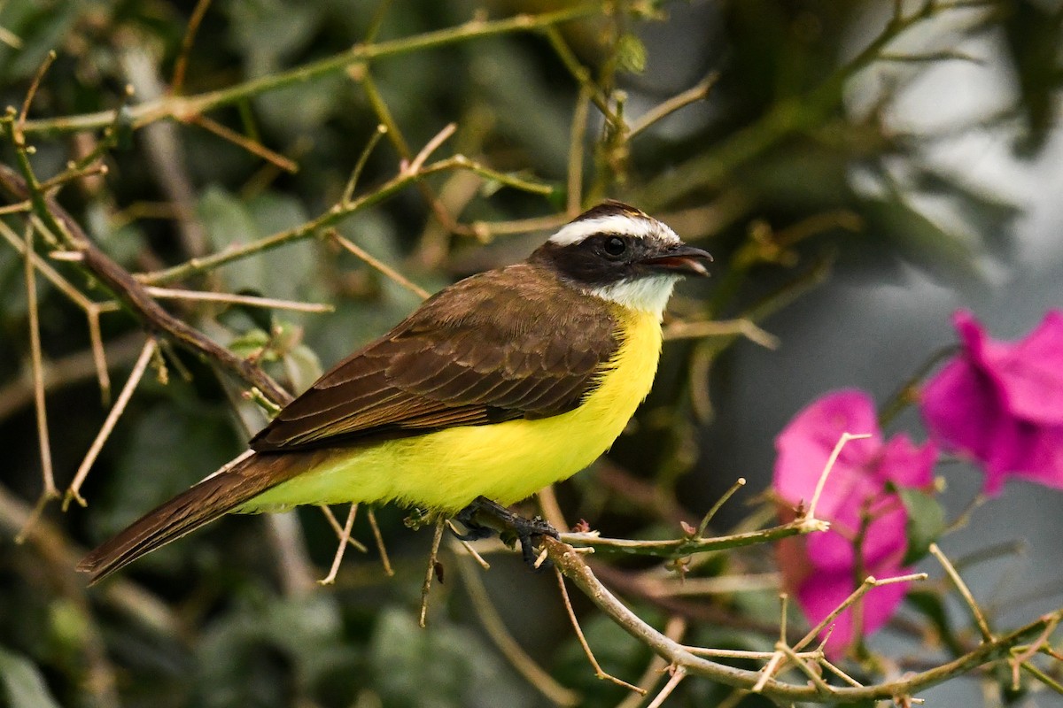 Rusty-margined Flycatcher - ML627860298