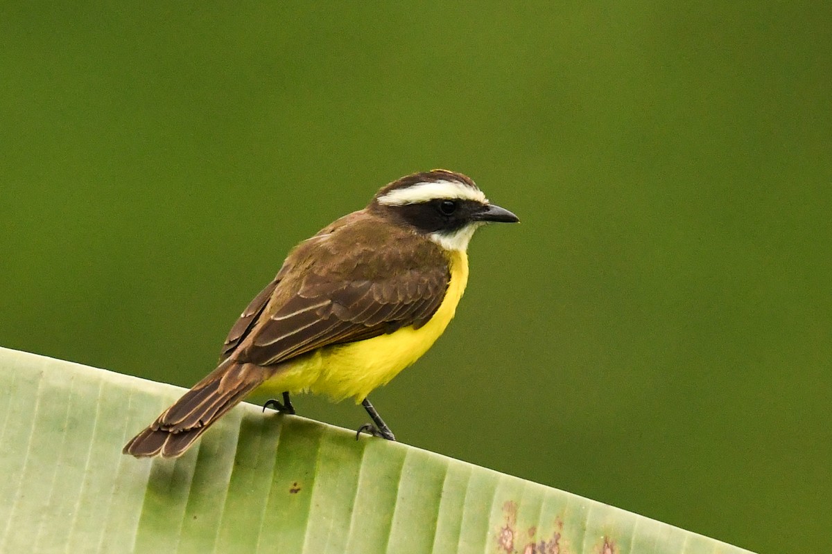 Rusty-margined Flycatcher - ML627860299