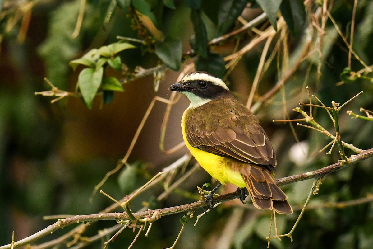 Rusty-margined Flycatcher - ML627860300
