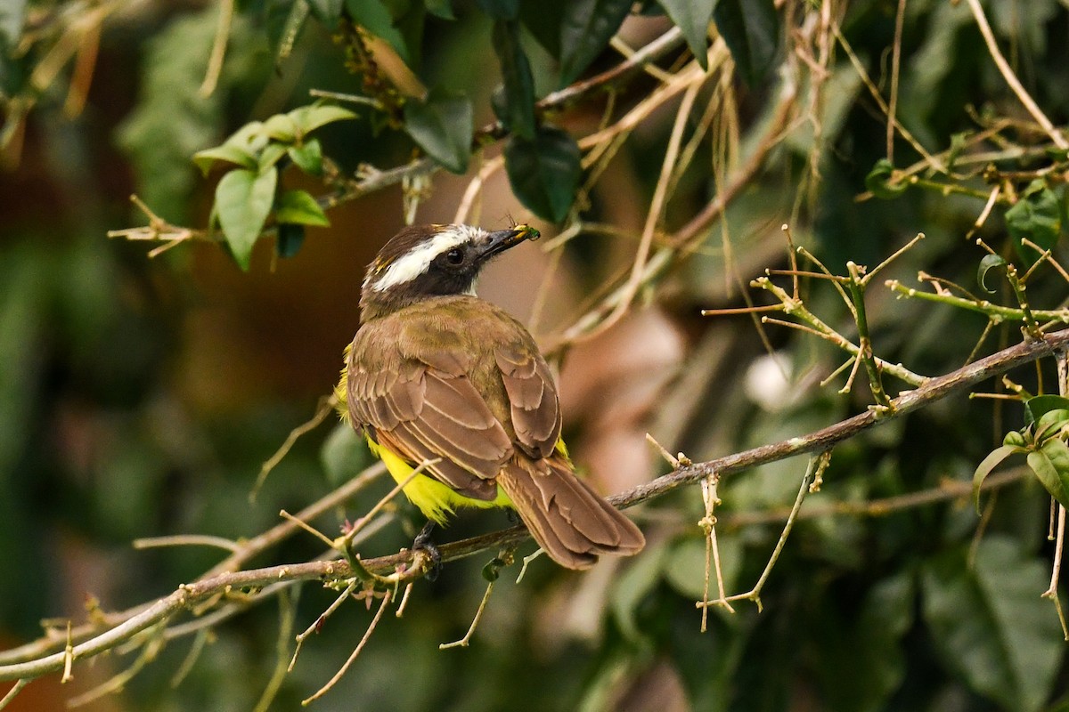 Rusty-margined Flycatcher - ML627860301