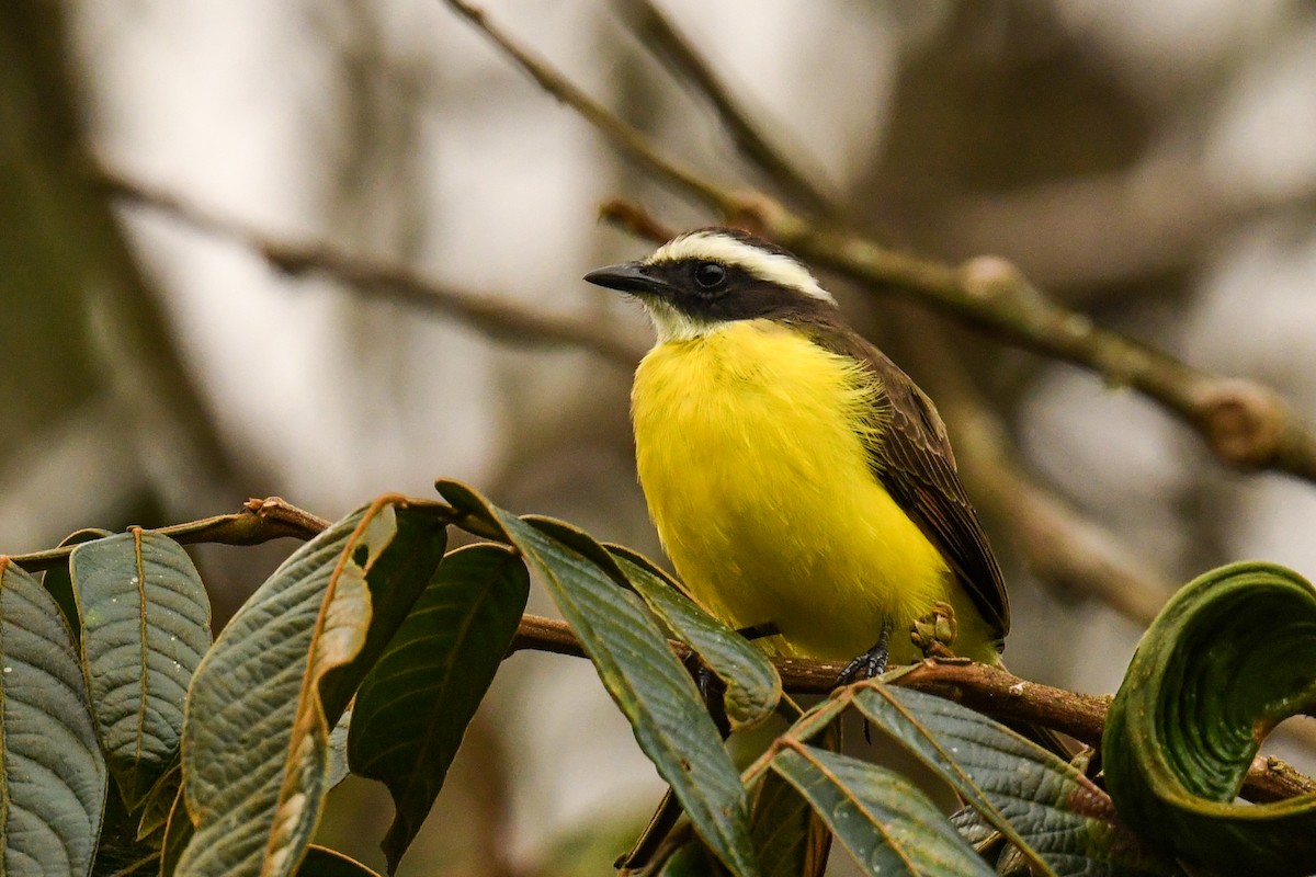 Rusty-margined Flycatcher - ML627860302