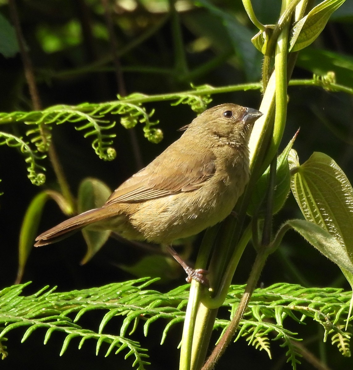 Dull-colored Grassquit - ML627860345