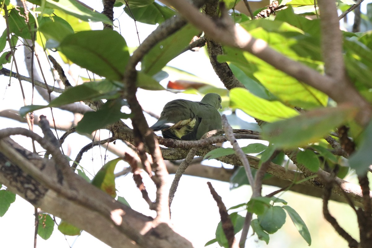 Pink-necked Green-Pigeon - ML627860346