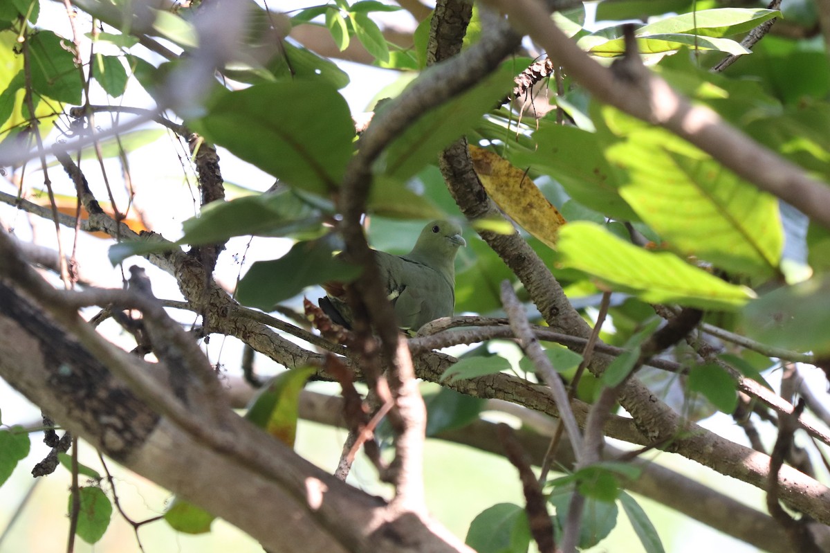 Pink-necked Green-Pigeon - ML627860347