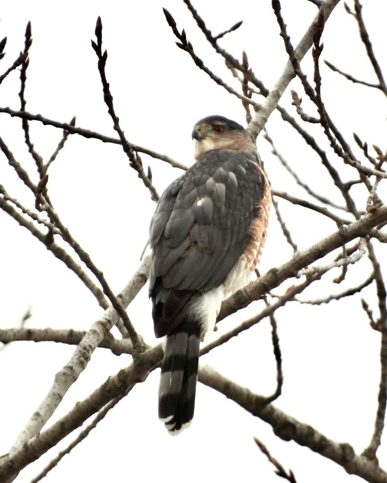 Cooper's Hawk - ML627860352