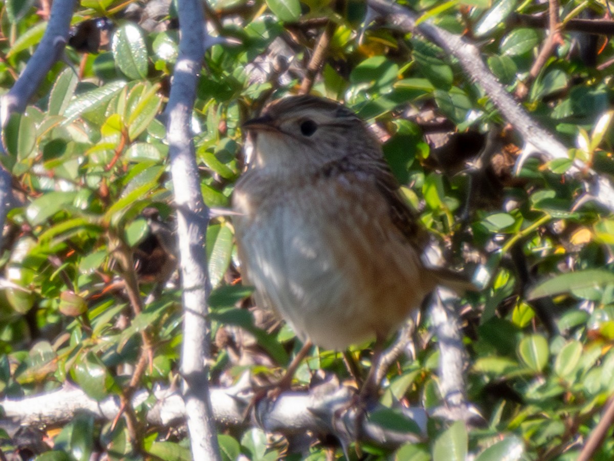 Sedge Wren - ML627860353