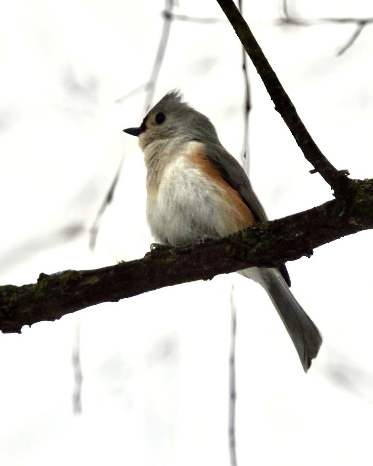 Tufted Titmouse - ML627860355