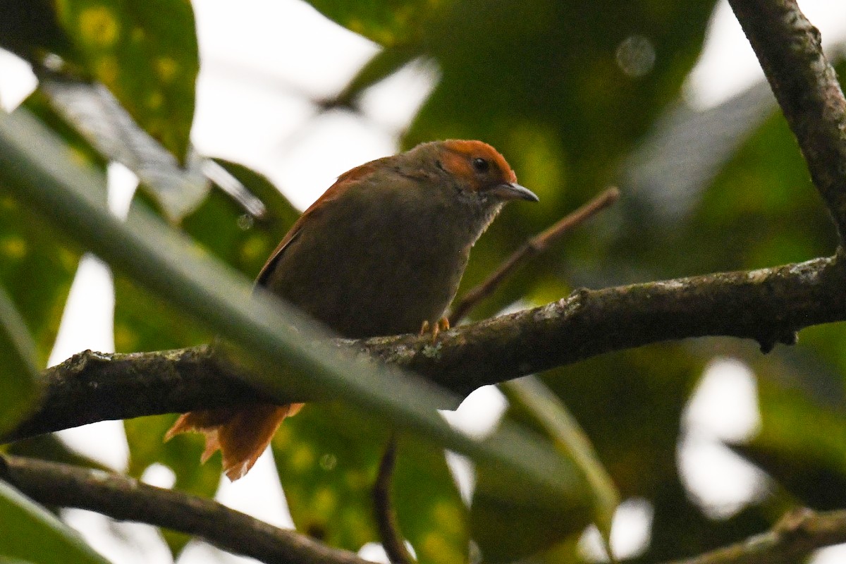 Red-faced Spinetail - ML627860357