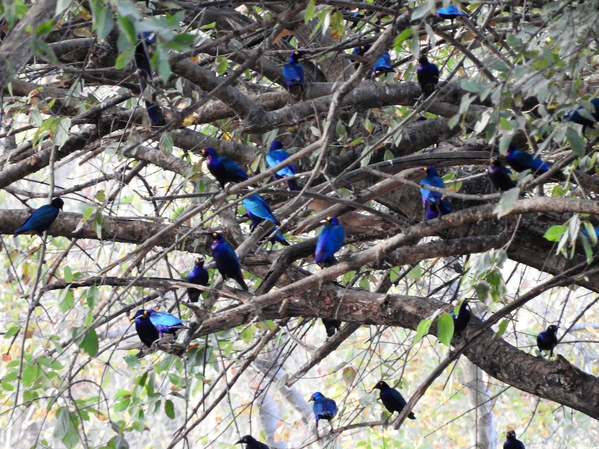 Purple Starling - ML627860358