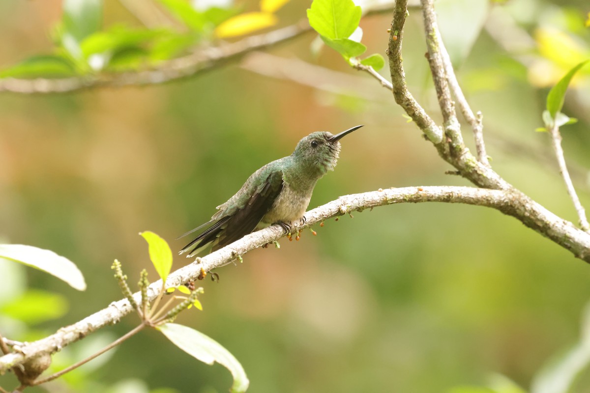 Scaly-breasted Hummingbird - ML627860360