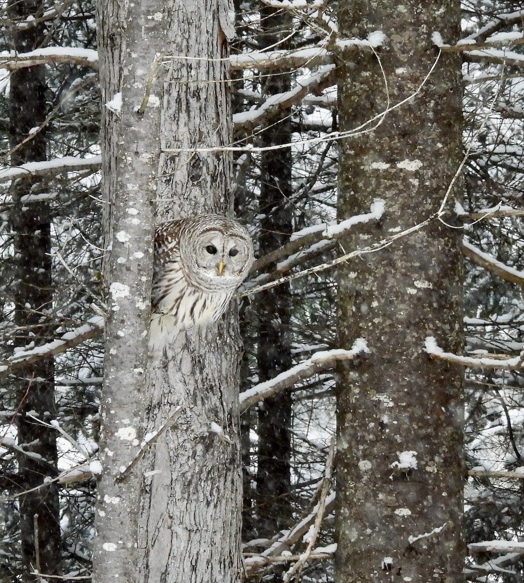 Barred Owl - ML627860363