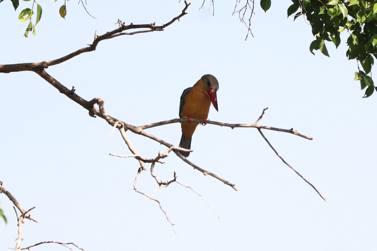 Stork-billed Kingfisher - ML627860365