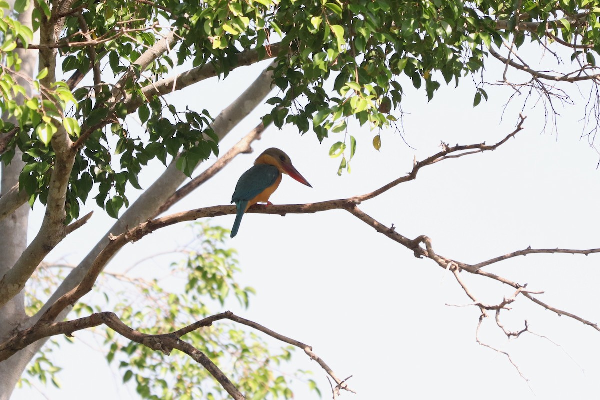 Stork-billed Kingfisher - ML627860366