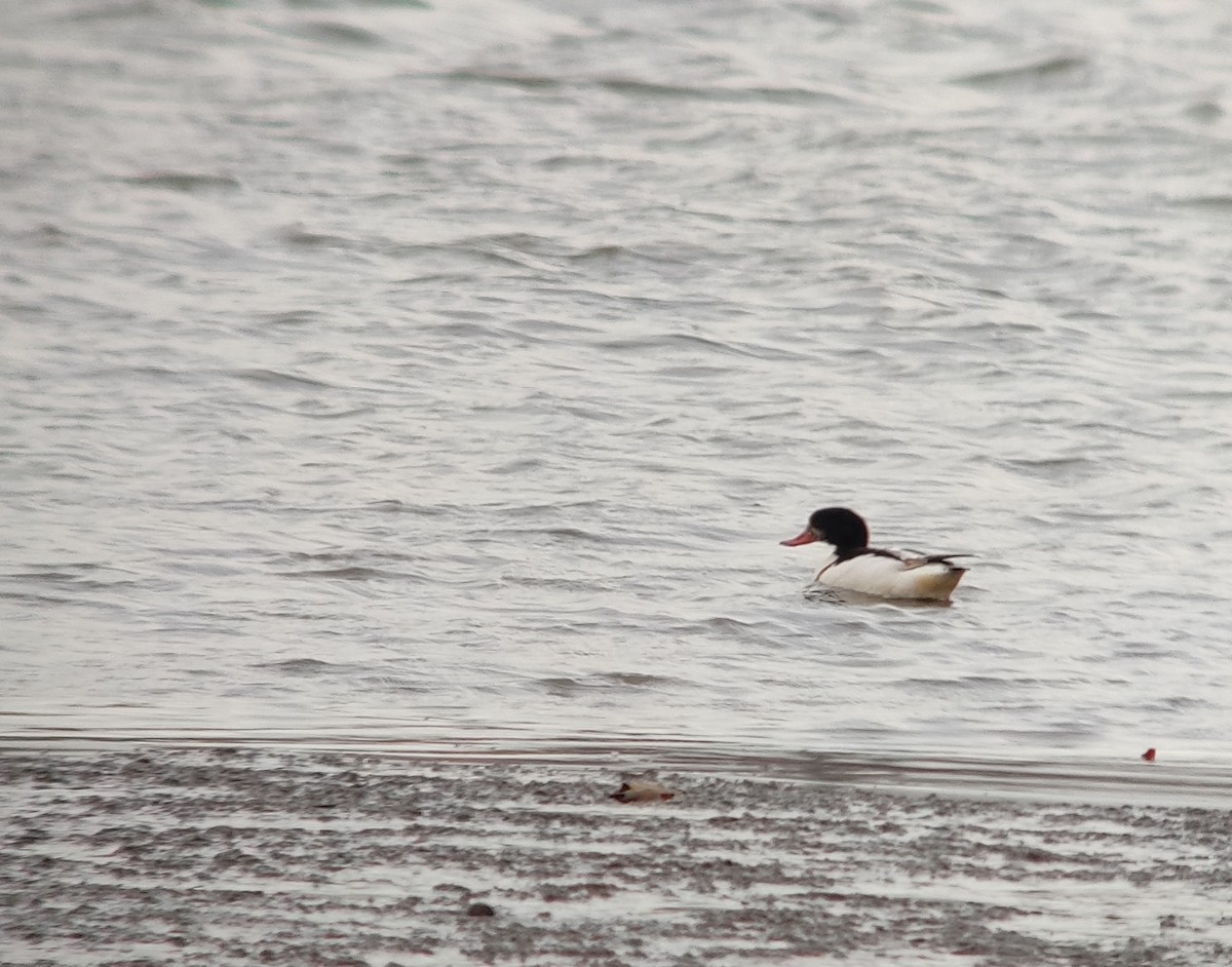 Анхидал ангир - ML627860369