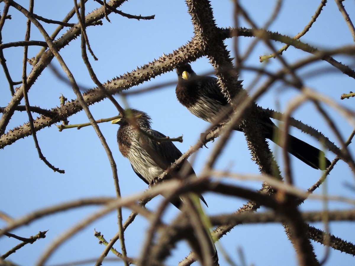 Western Plantain-eater - ML627860374