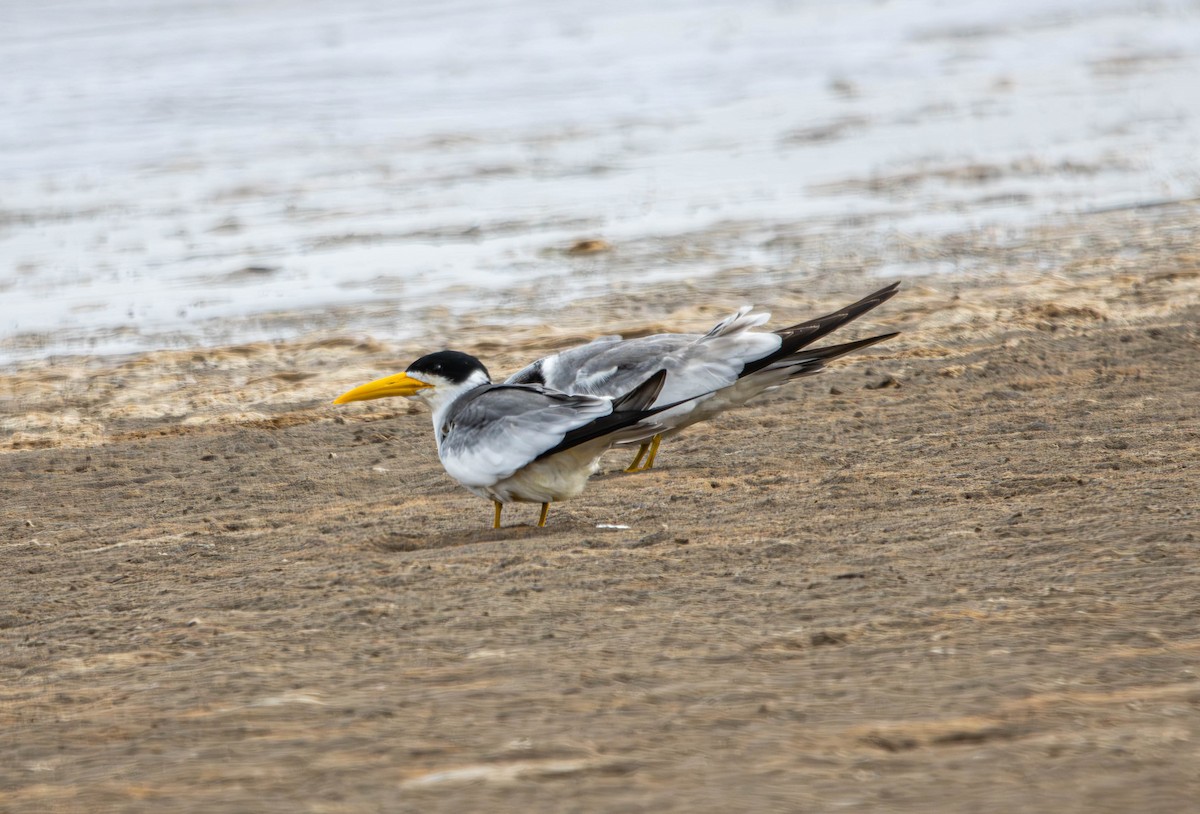 Yellow-billed Tern - ML627860451