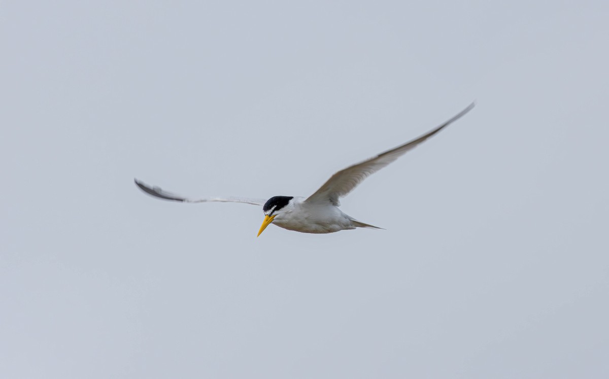 Yellow-billed Tern - ML627860452