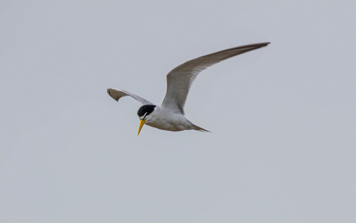 Yellow-billed Tern - ML627860453