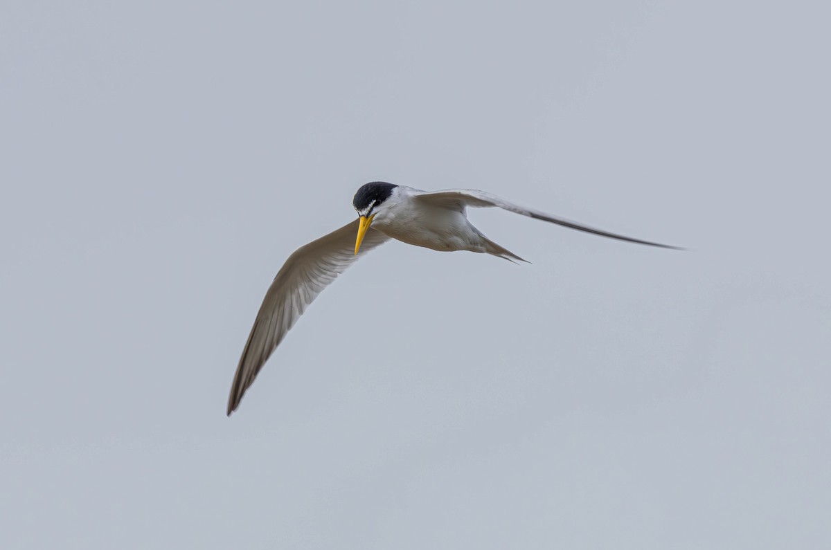 Yellow-billed Tern - ML627860454