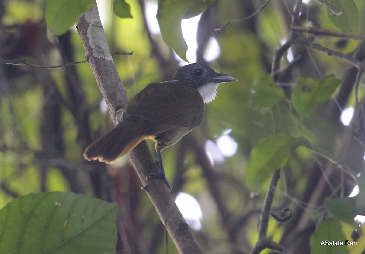 Red-tailed Greenbul - ML627860561