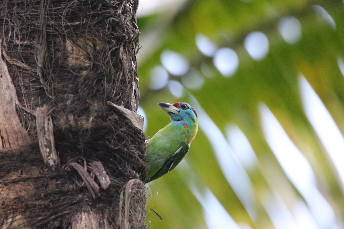 Blue-throated Barbet - ML627860563