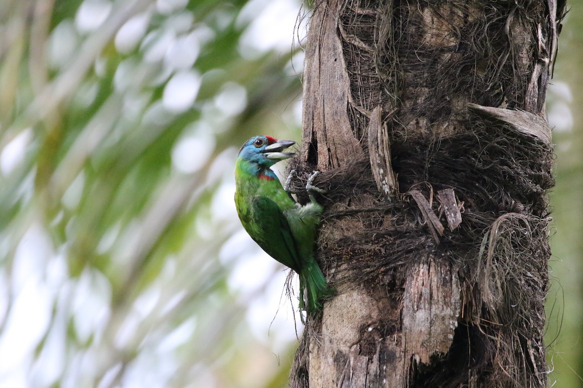 Blue-throated Barbet - ML627860579