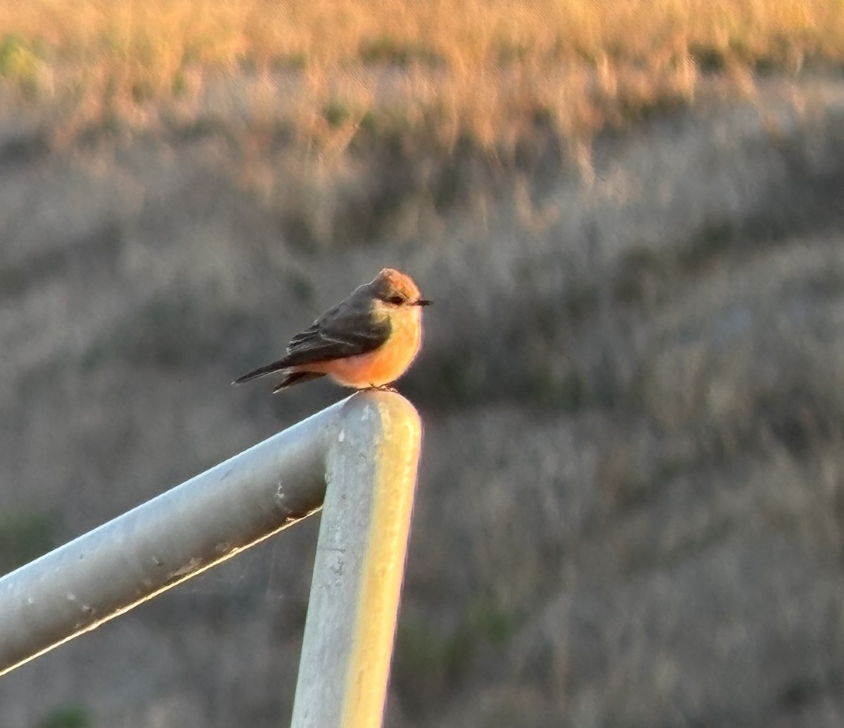 Vermilion Flycatcher - ML627860637