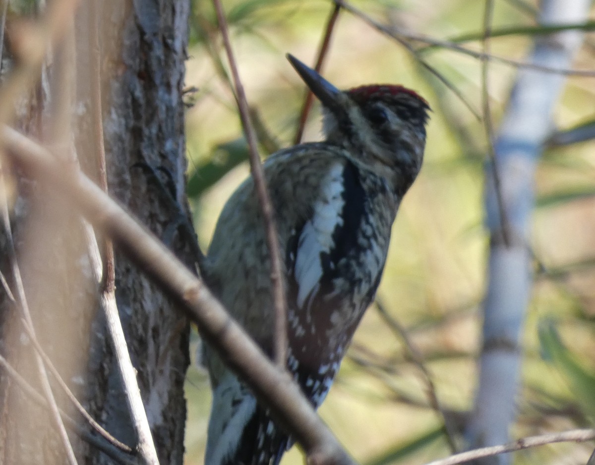 Yellow-bellied Sapsucker - ML627860672