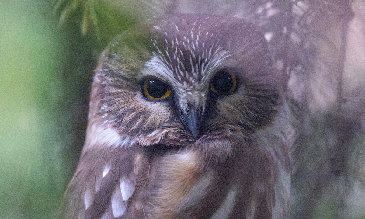 Northern Saw-whet Owl - ML627860681