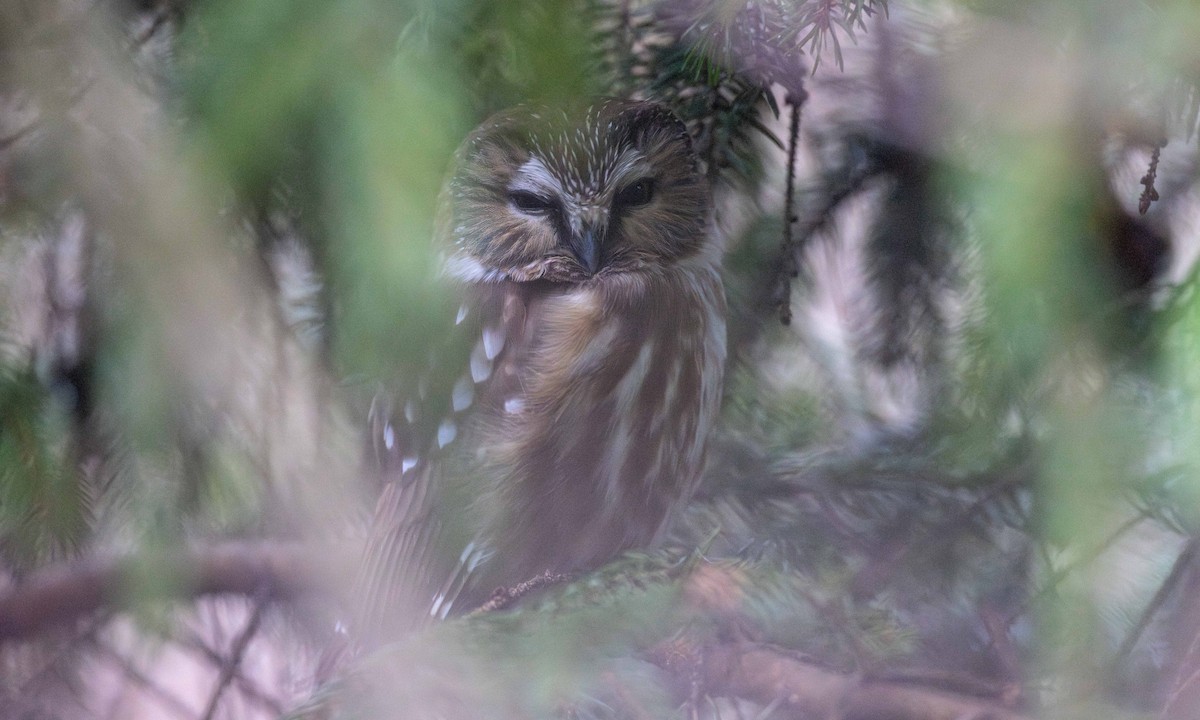Northern Saw-whet Owl - ML627860682