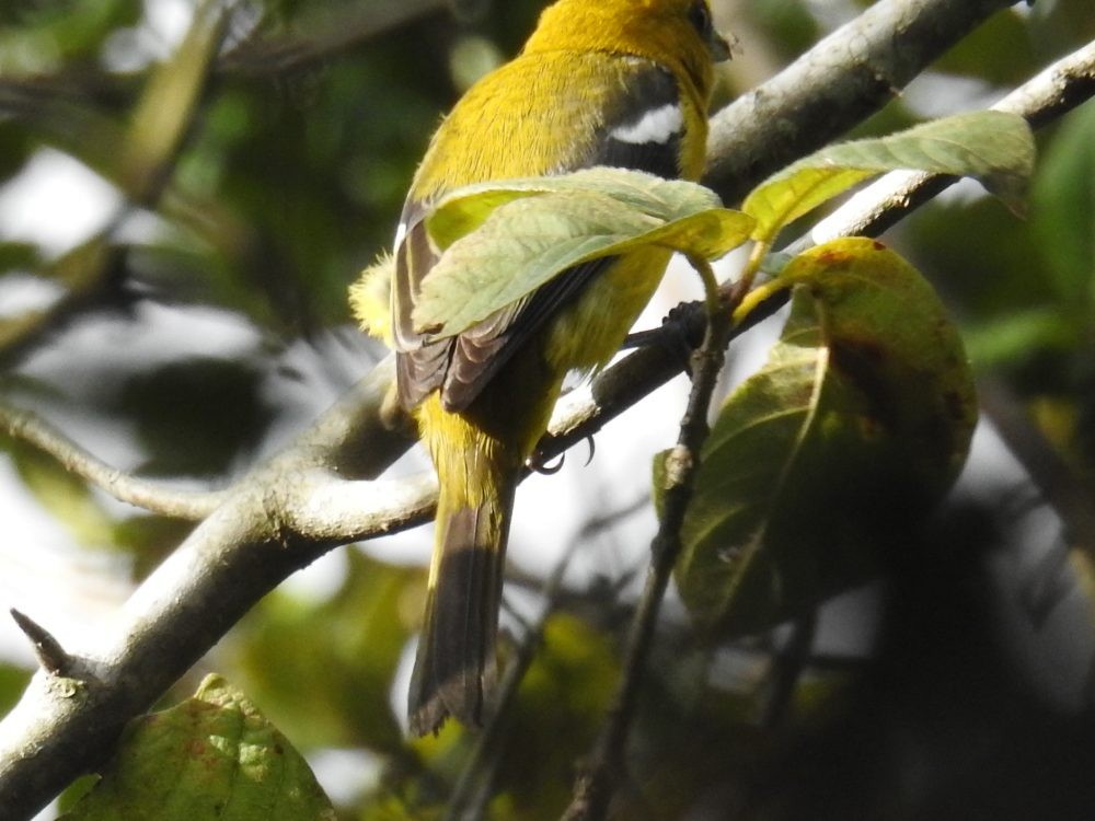 White-winged Tanager - ML627860705