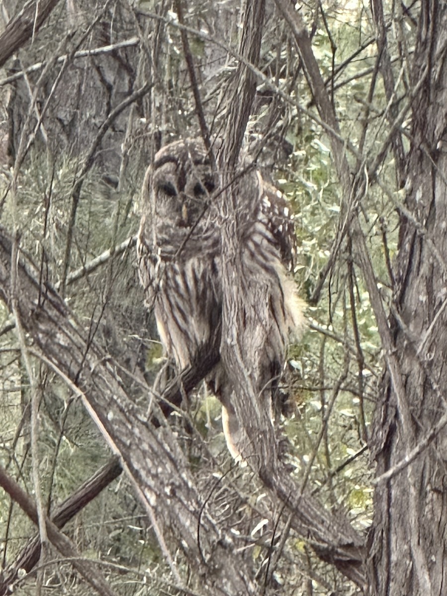 Barred Owl - ML627860763
