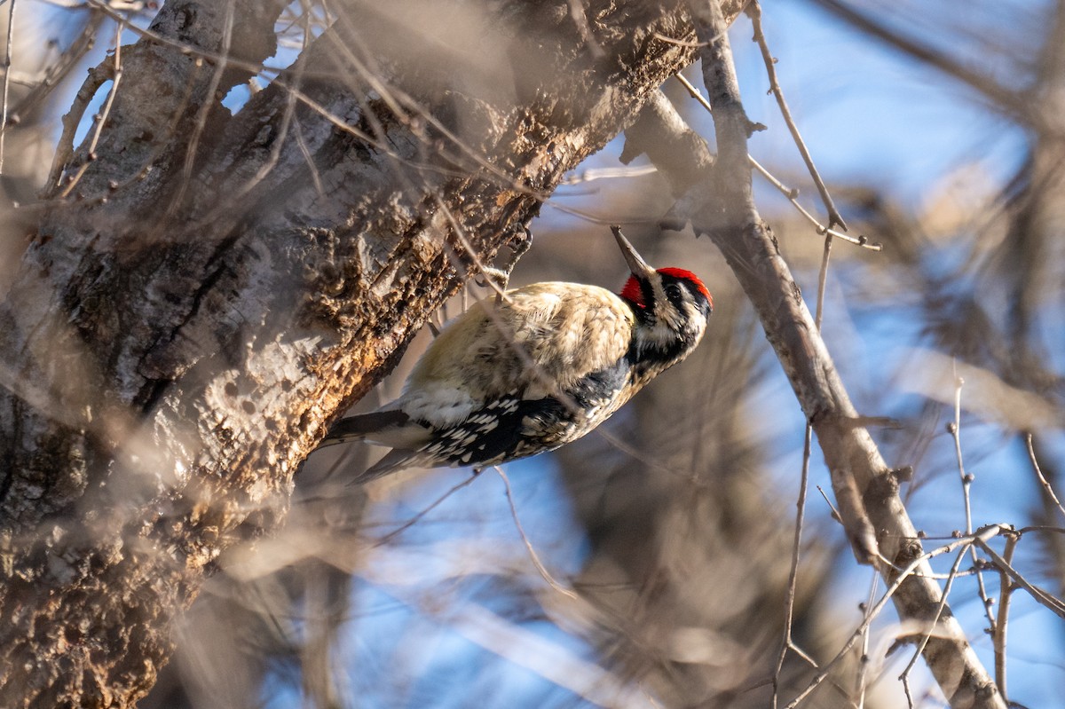 Yellow-bellied Sapsucker - ML627861052