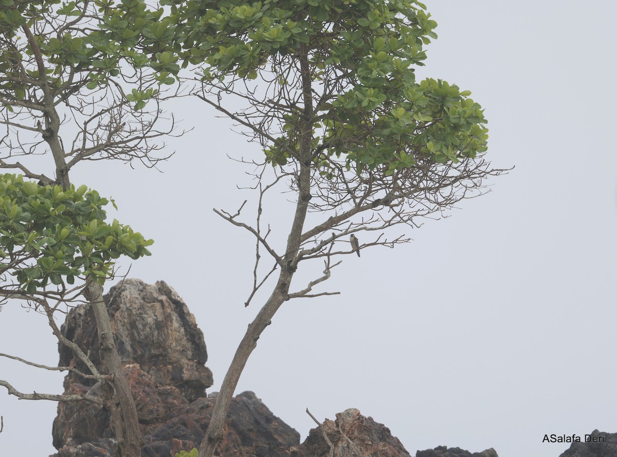 Peregrine Falcon (African) - ML627861064