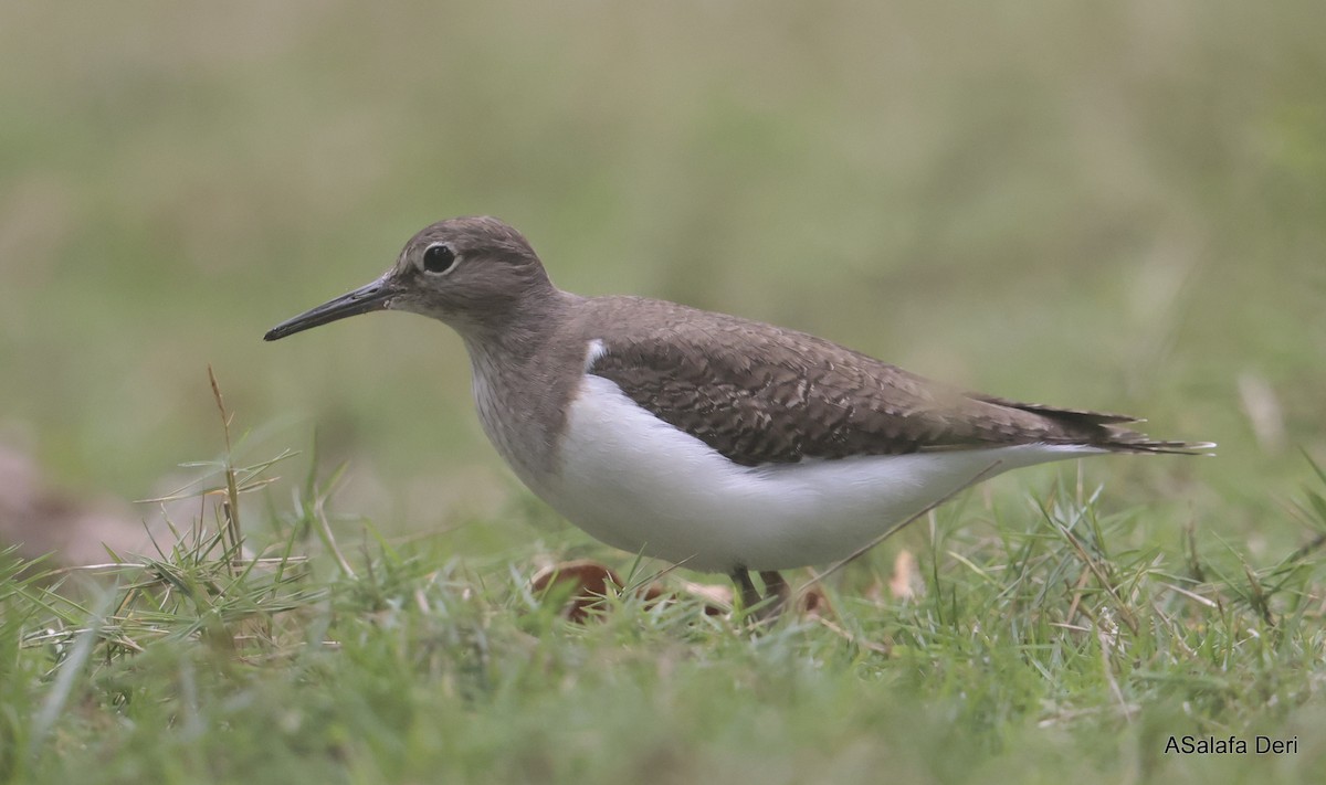 Common Sandpiper - ML627861087