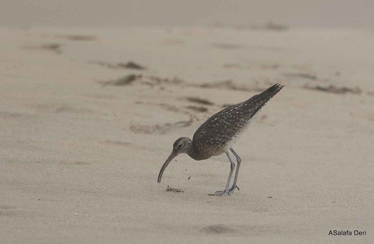 Whimbrel (European) - ML627861121