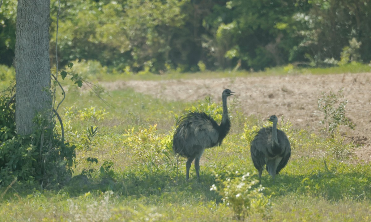 Greater Rhea - ML627861163