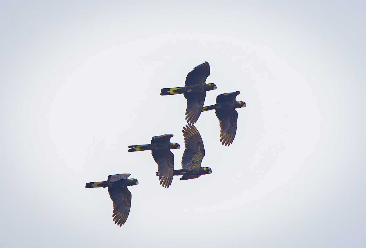 Yellow-tailed Black-Cockatoo - ML627861186