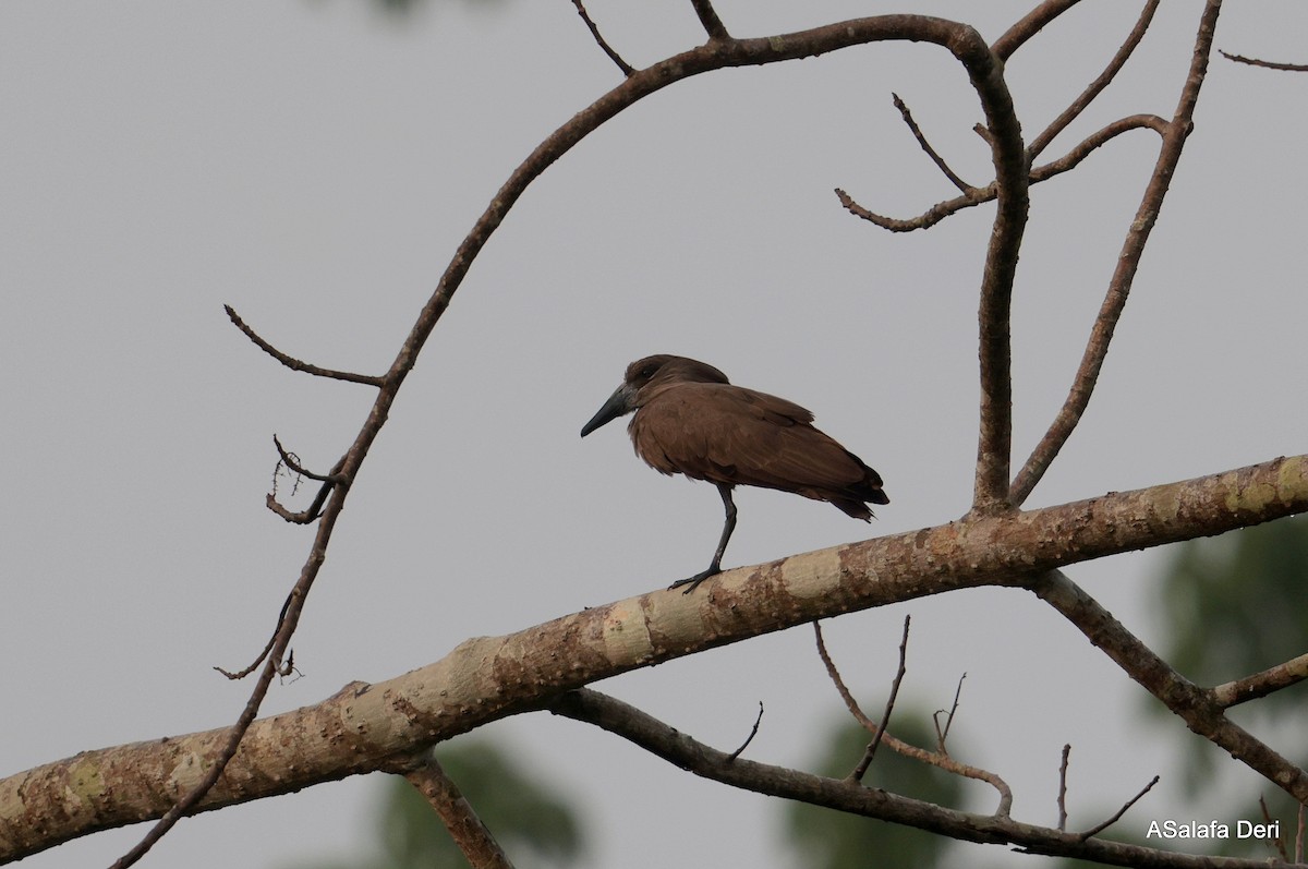 Hamerkop - ML627861316