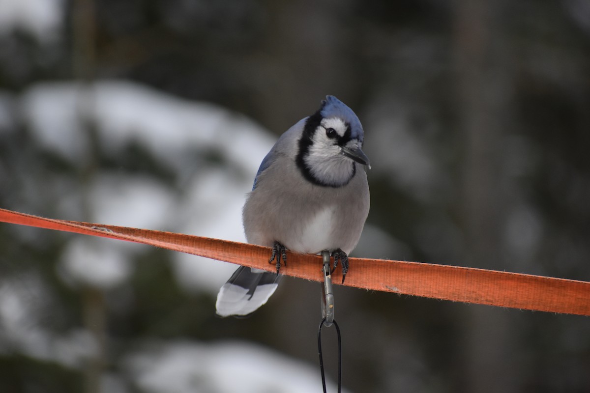 Blue Jay - ML627861336