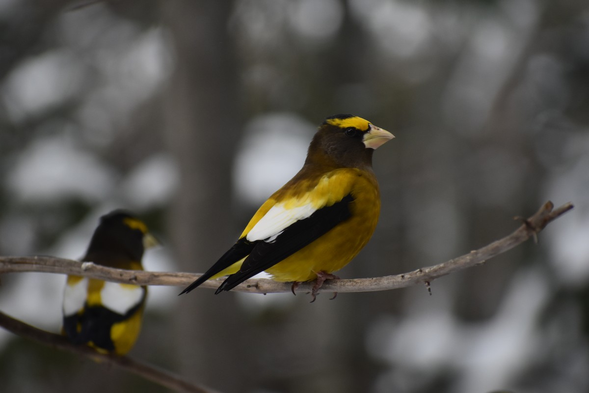 Evening Grosbeak - ML627861355